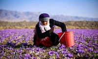 تولید حدود ۴۲ تُن زعفران خشک در خراسان جنوبی